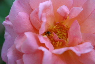 Another rose with bee