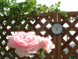 Roses in the sun